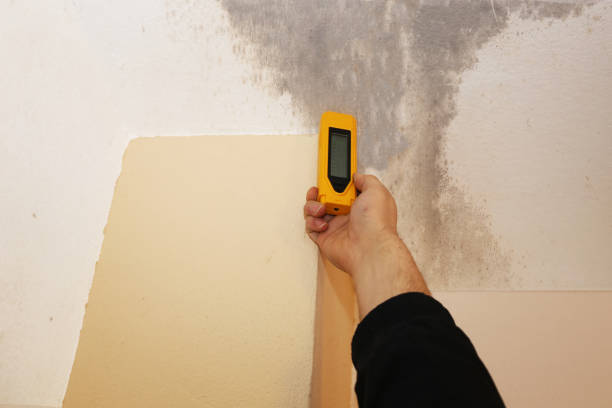 Best Black Mold Removal  in Elkin, NC