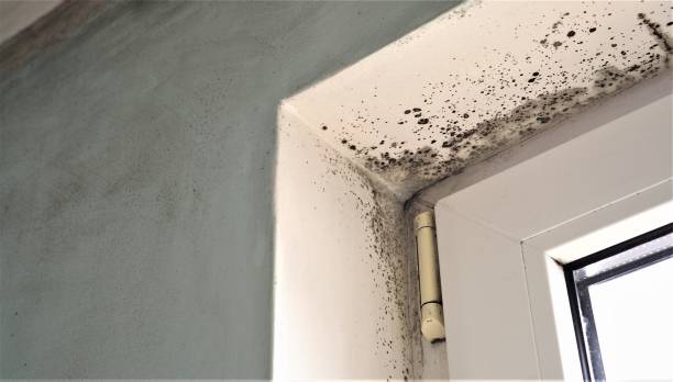 Best Crawl Space Mold Remediation  in Elkin, NC
