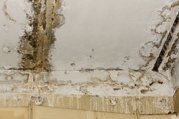 Trusted Elkin, NC Mold Removal Experts
